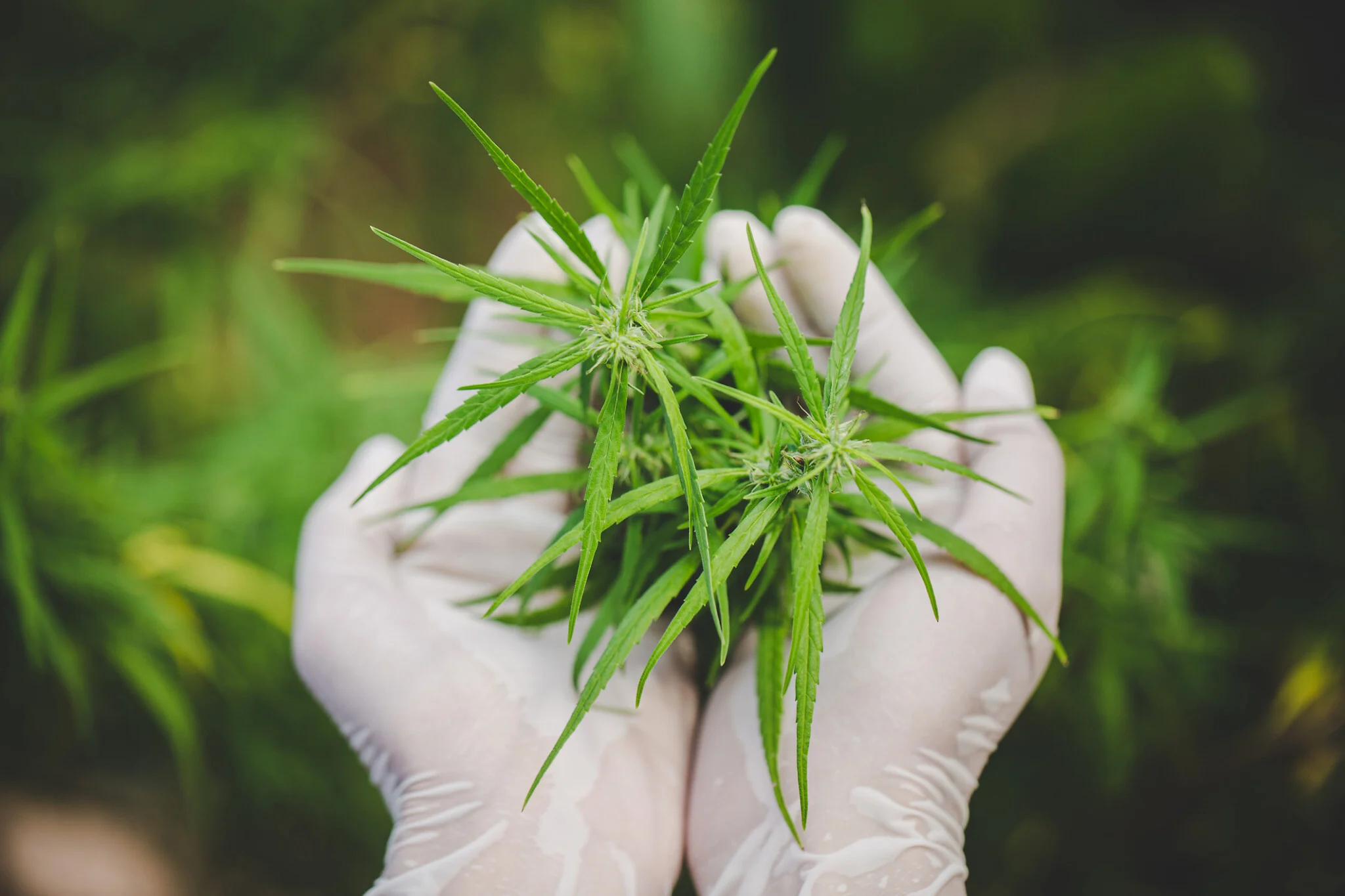 Medical Cannabis Investment